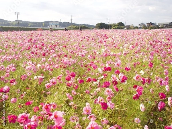 Fototapeta OLYMPUS DIGITAL CAMERA