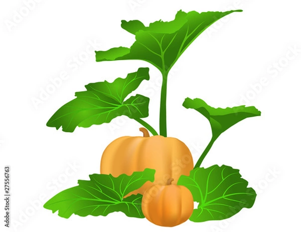 Obraz Illustration of a Pumpkin Patch