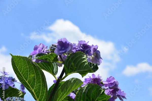 Fototapeta 青空と紫陽花