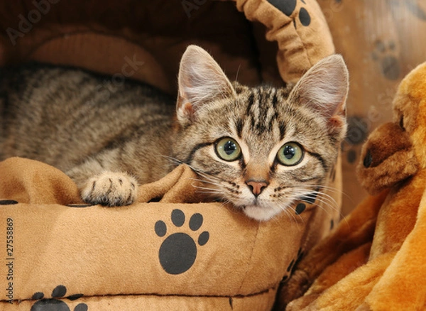 Obraz Tabby kitten in cat bed