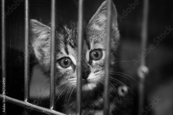 Obraz Kitten in a cage