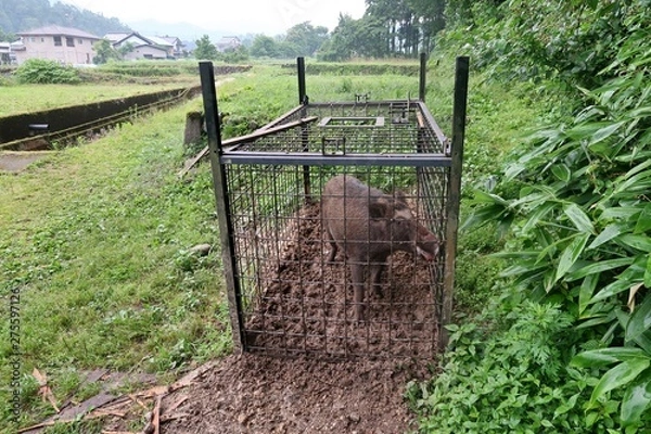 Obraz 檻の罠に捕まった大きなイノシシ