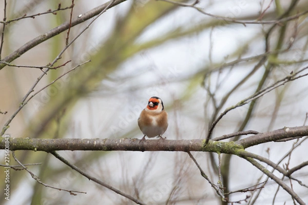 Fototapeta Stieglitz