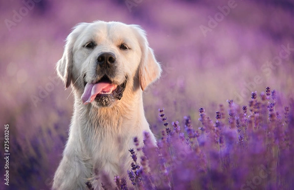 Obraz Golden retriever pies w lawendowym polu