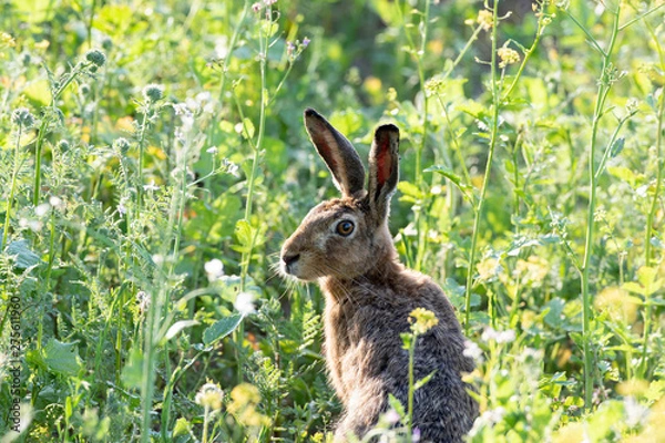 Fototapeta Feldhase