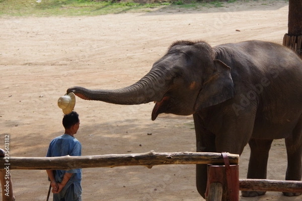 Obraz 帽子をかぶせる象