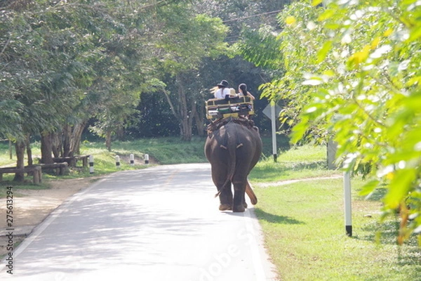 Obraz 道路を歩く象