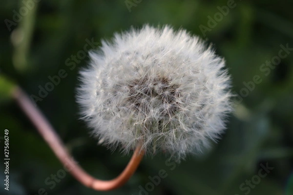 Obraz Round Dandelion