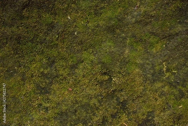 Obraz green moss texture and background