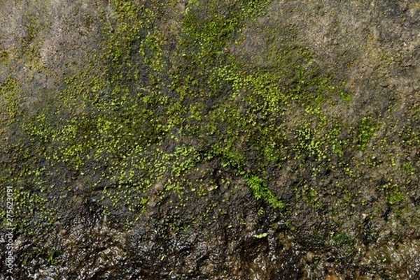 Obraz green moss texture and background