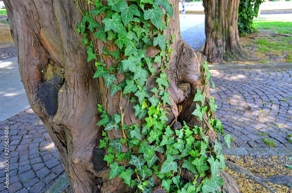 Fototapeta green ivy twining around the tree trunk