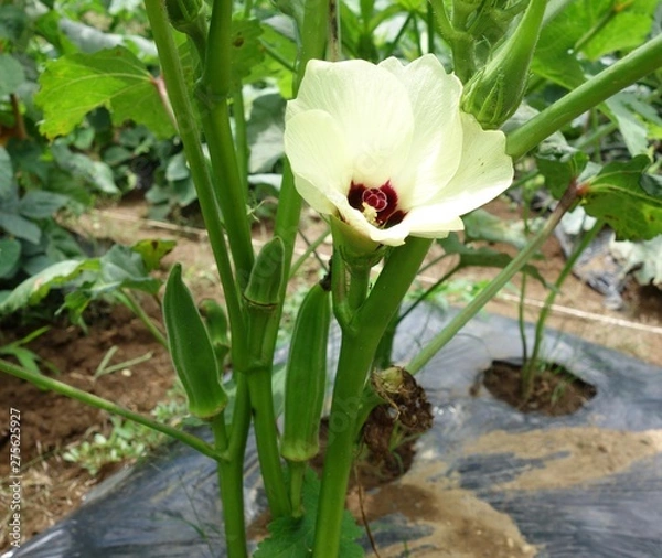 Obraz オクラの花