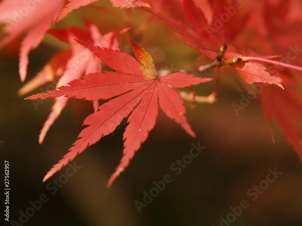 Obraz OLYMPUS DIGITAL CAMERA