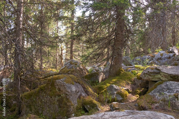 Fototapeta Climbing a mountain from a stone of a krumnik and coniferous trees. Wall mural