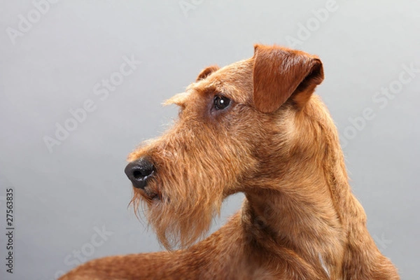 Obraz Irish terrier