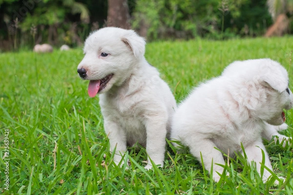Fototapeta Thai bangkaew dog 2 cute white puppies playing in the park and look at camera sitting in grass.