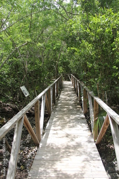 Fototapeta tropical island grand cayman beach summer