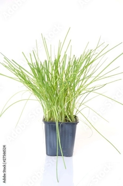 Obraz chives