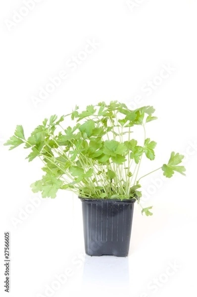 Obraz parsley