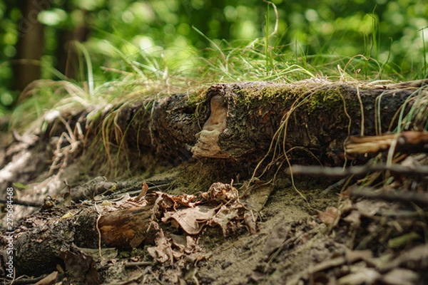 Fototapeta ground with grass in the middle of the forest with tree roots