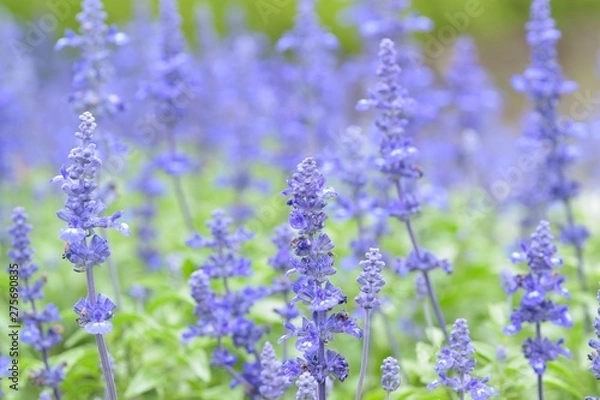 Fototapeta Macro details of Blue Lavender flowers with blurred field background