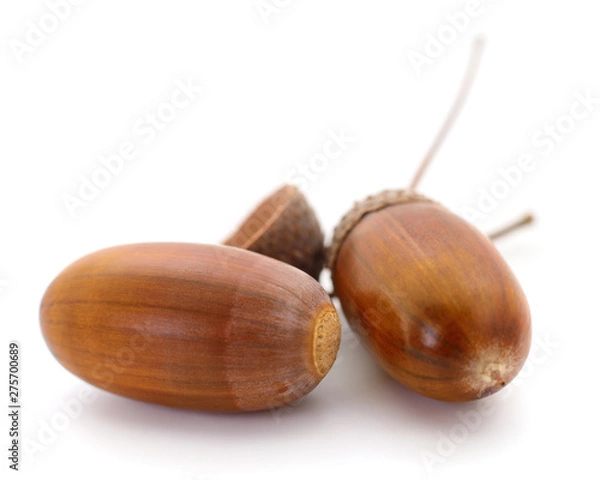 Fototapeta Two oak acorns.