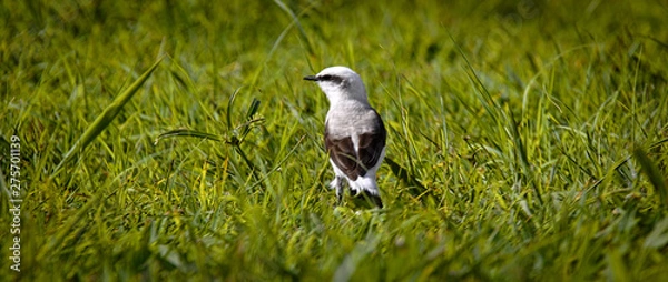 Obraz Passarinho no Pasto