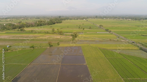 Fototapeta aerial view rice fields, agricultural land with sown green in countryside. farmland with agricultural crops in rural areas Java Indonesia. Land with grown plants of paddy