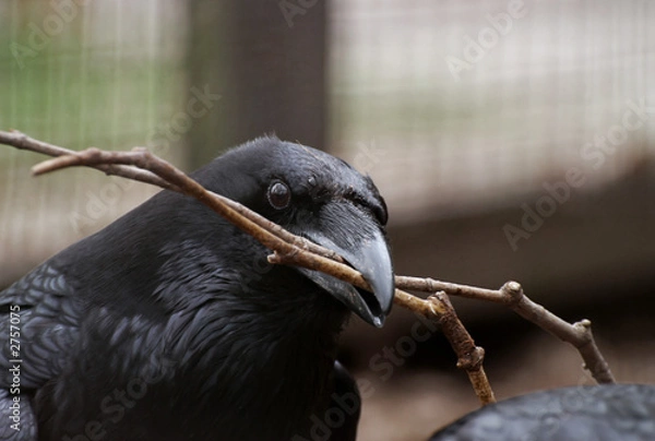 Obraz rabe mit stock