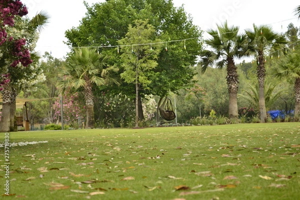 Fototapeta Leaves on the grass