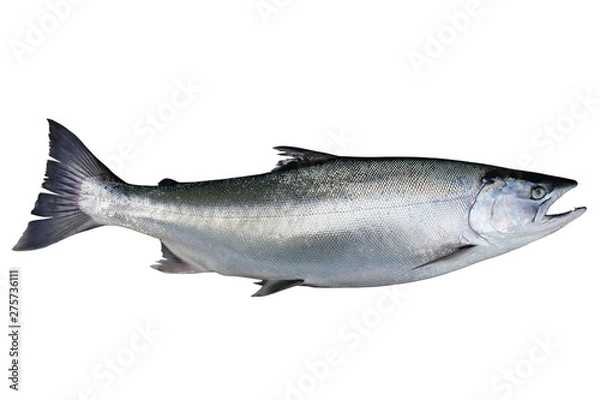 Fototapeta Salmon Oncorhynchus masou isolated on white background.