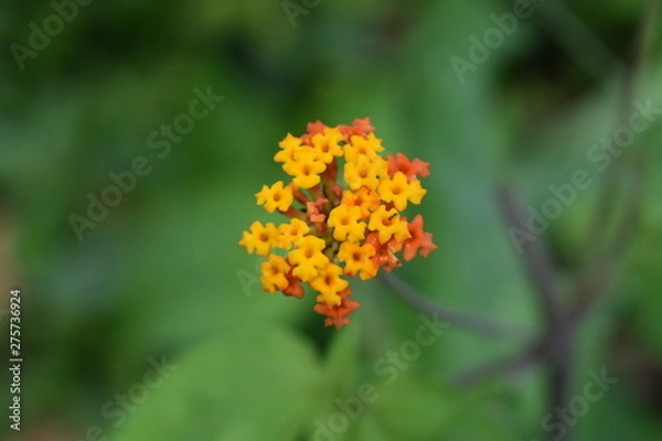 Obraz orange flower closetup