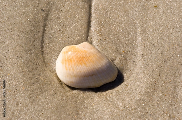 Fototapeta shell on the beach 13