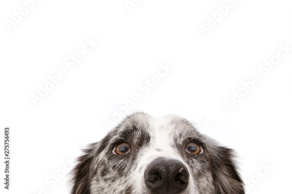 Obraz Close-up niebieskie oczy psa rasy border collie. Na białym tle