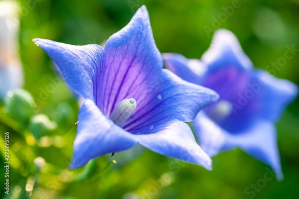 Obraz 美しい形をした二輪の桔梗の花