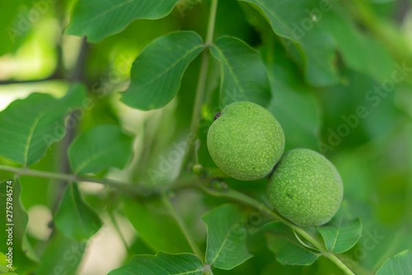 Fototapeta Green walnuts on a tree.