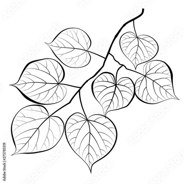 Fototapeta The image of a linden branch with leaves