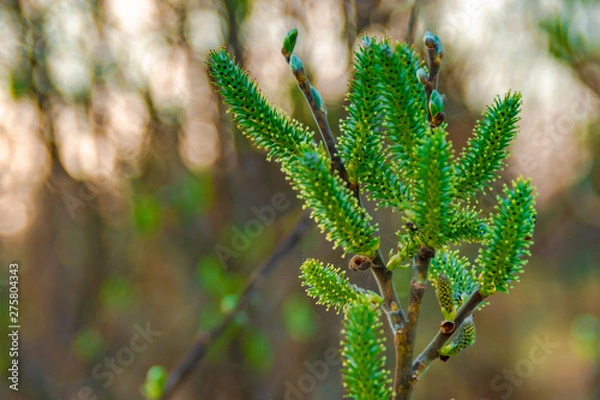 Fototapeta Spring natural background. Beautiful view of blooming willow. Spring flowers. Abstract blurred background in the background. Early spring. The symbol of the awakening of nature.
