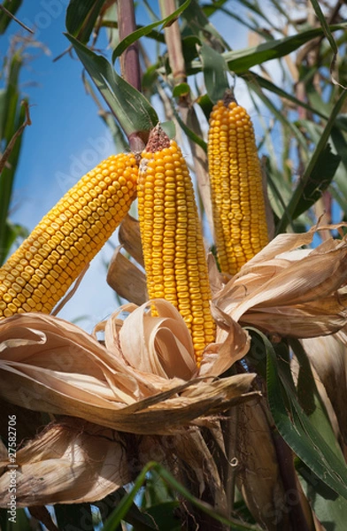 Fototapeta Corn field
