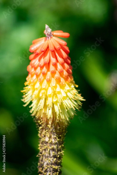 Fototapeta orange flower