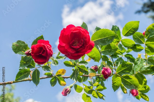 Obraz Piękny ogrodowy krzew czerwony róży