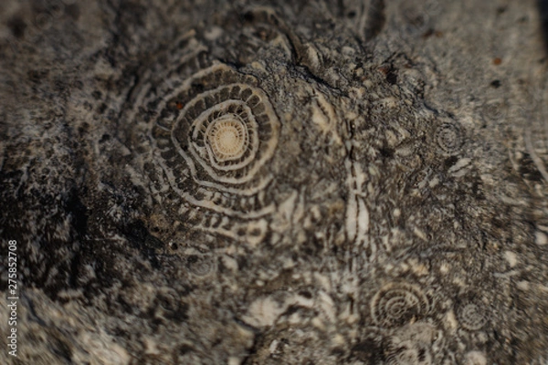 Obraz Ammonites in stone. Twisted spirals in grief form an incredible pattern and a sense of antiquity and the past. The concept of nature and time.
