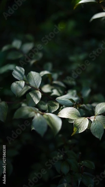 Obraz Leaves in the garden