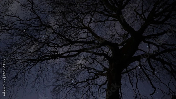 Obraz Silhouette of tree under the night sky 