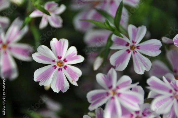 Fototapeta 芝桜（多摩の流れ、タマノナガレ）