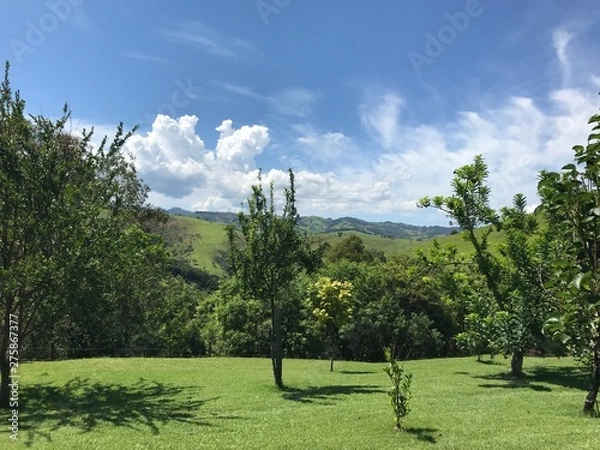Fototapeta trees in park