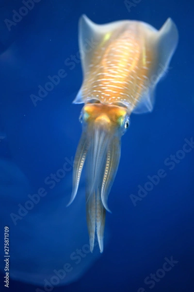 Fototapeta 飛ぶように泳ぐイカ