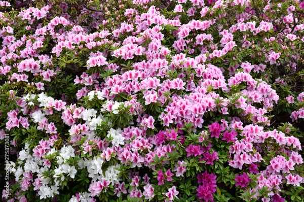 Fototapeta つつじ　堺市浅香山浄水場