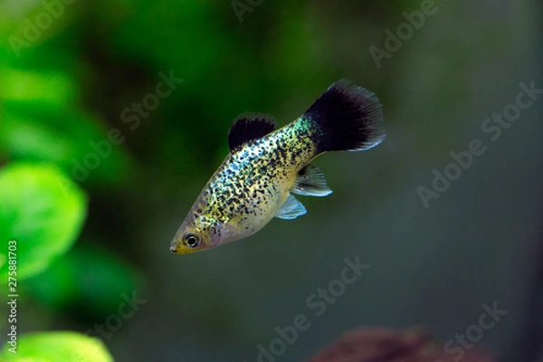 Obraz Xiphophorus maculatus - Platy