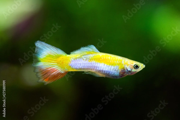 Obraz Poecilia reticulata - Guppy